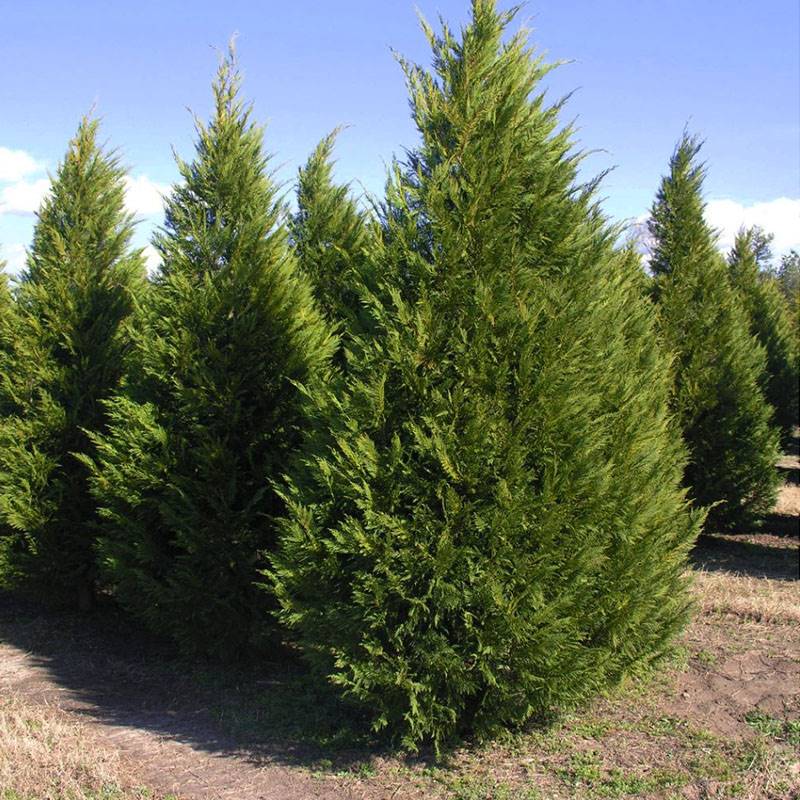 panel-leyland-cypress-1 Leyland Cypress