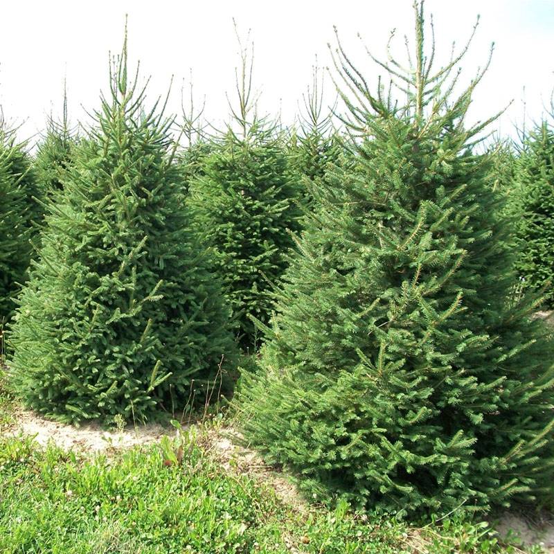 panel-norway-spruce-1 Norway Spruce